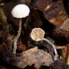 Flammulaster fusisporus, Spindelsporiger Flockenschüppling